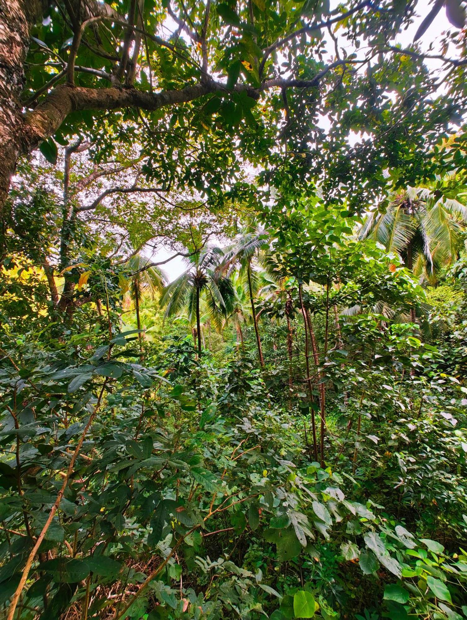 Samyama Retreat Hotel Cola Exterior photo
